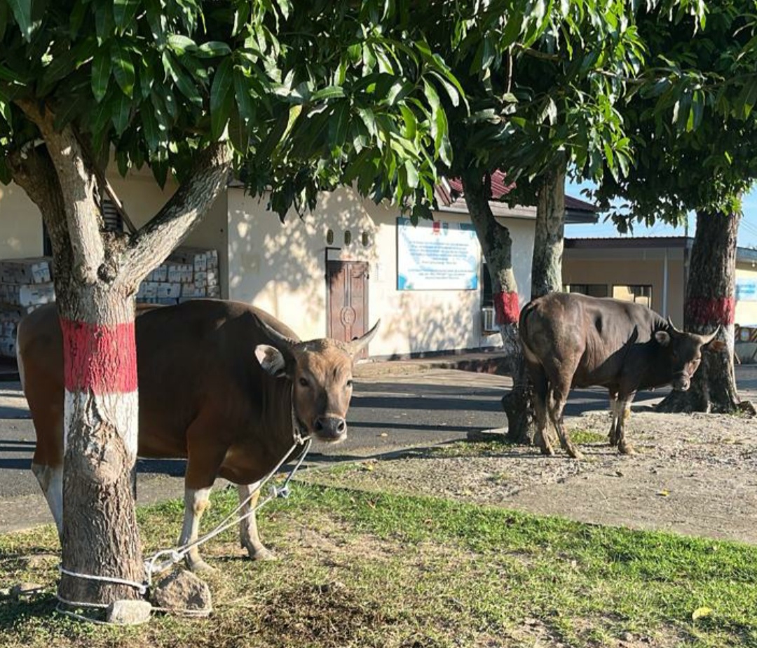 Brimob Sulsel Siapkan 41 Sapi Kurban untuk Masyarakat di Idul Adha