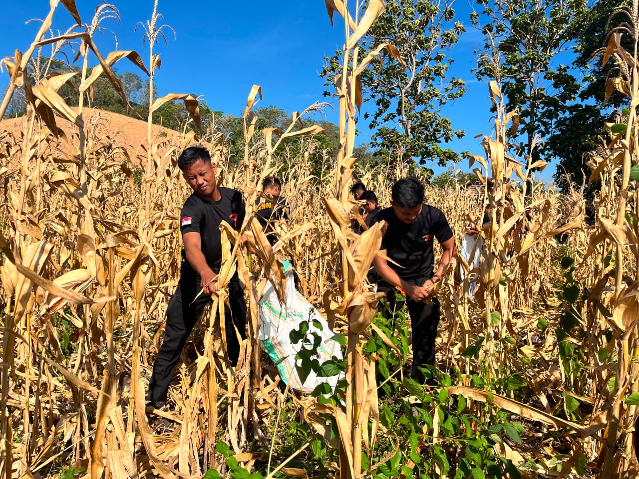 Brimob Panen Jagung di Parepare, Bukti Nyata Dukungan Ketahanan Pangan